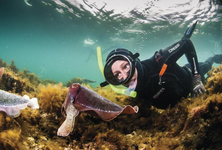 Seiche géante, Stony Point, Eyre Peninsula, SA © Carl Charter
