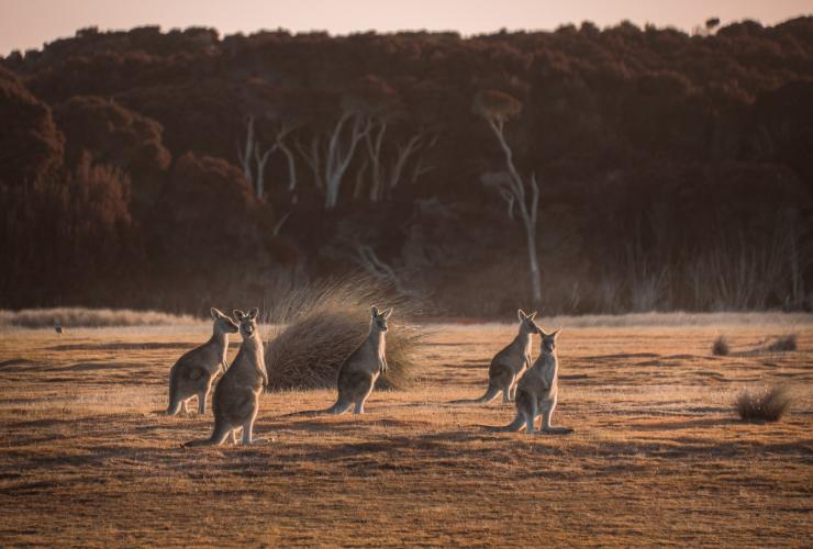 Kangourous, Springlawn, Narawntapu National Park, TAS © Jess Bonde