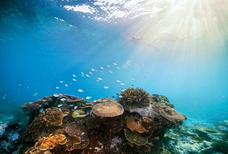 Grande Barrière de Corail, QLD © Darren Jew