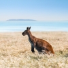 Kangourou se tenant dans l'herbe avec l'océan en arrière-plan sur Lucky Bay, Esperance, Australie Occidentale © Tourism Western Australia
