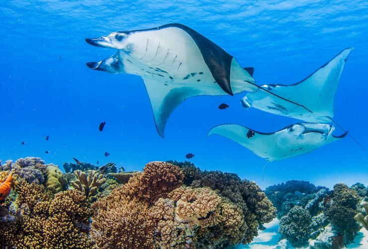 Cocos Dive, îles Cocos (Keeling) © Cocos Dive
