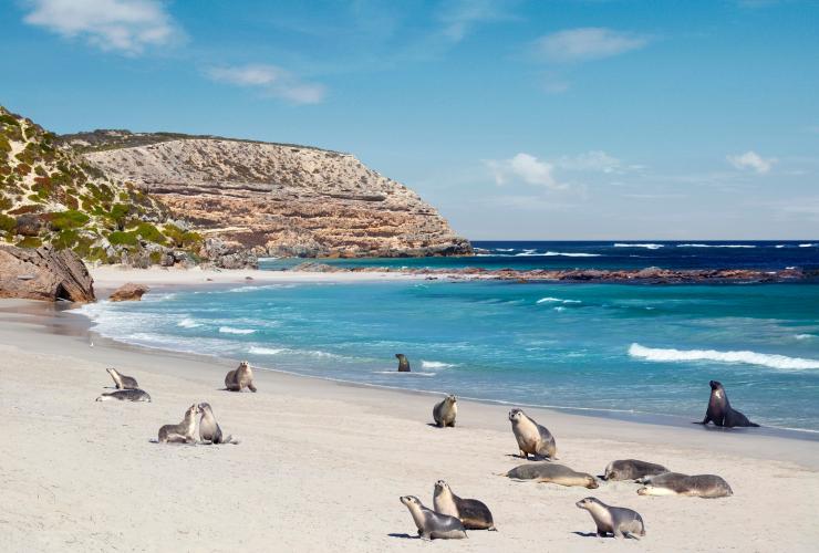 Seal Bay Conservation Park, Kangaroo Island, Australie du Sud © South Australian Tourism Commission
