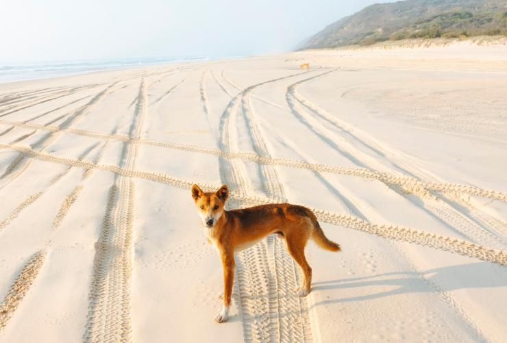K'gari, Queensland © Tourism and Events Queensland