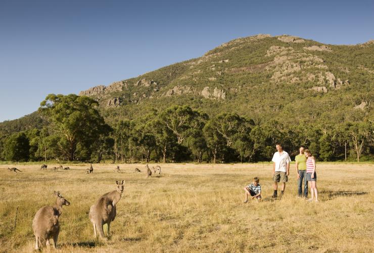 Kangourous, Halls Gap, Victoria © Visit Victoria