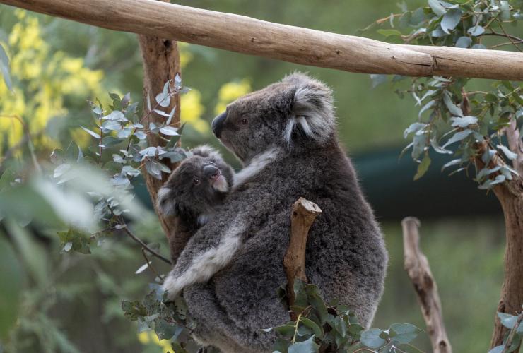 Tidbinbilla Nature Reserve, Territoire de la Capitale Australienne © Tourism Australia 