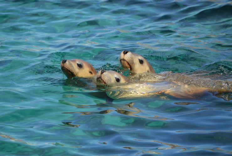 Lions de mer, Port Lincoln, Australie du Sud © Calypso Star Charters