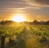 Henschke, Mount Edelstone Vineyard, Barossa Valley, Australie du Sud © Henschke and Co.