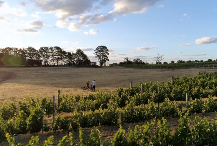 Clonakilla Wines, Canberra Wine District, Nouvelle-Galles du Sud © Destination NSW