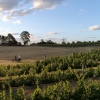  Un couple de personnes se promène avec leurs vélos le long du vignoble de Clonakilla, à Murrumbateman, Nouvelle-Galles du Sud © Destination NSW