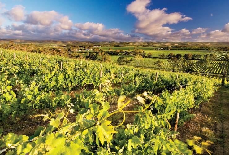 d'Arenberg Winery, McLaren Vale, Australie du Sud © d'Arenberg Winery/Tourism Australia