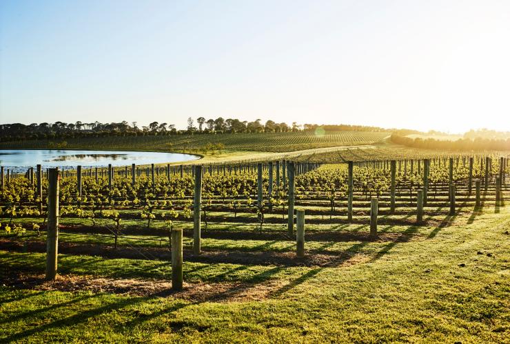 Pt. Leo Estate Vineyards, Mornington Peninsula, Victoria © Anson Smart