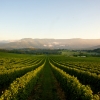 Bulong Estate Winery, Yarra Valley, VIC © Tourism Victoria