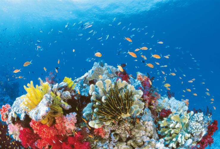 Au large des Whitsunday Islands, Grande Barrière de Corail, QLD © Tourism and Events Queensland