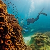Grande Barrière de Corail, Heron Island, QLD © Paul Giggle, Tourism and Events Queensland