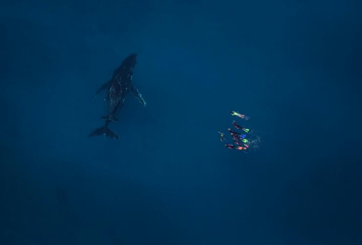 Baleine à bosse, Live Ningaloo, Exmouth, WA © Ningaloo Aviation et Jacob Hill / Live Ningaloo