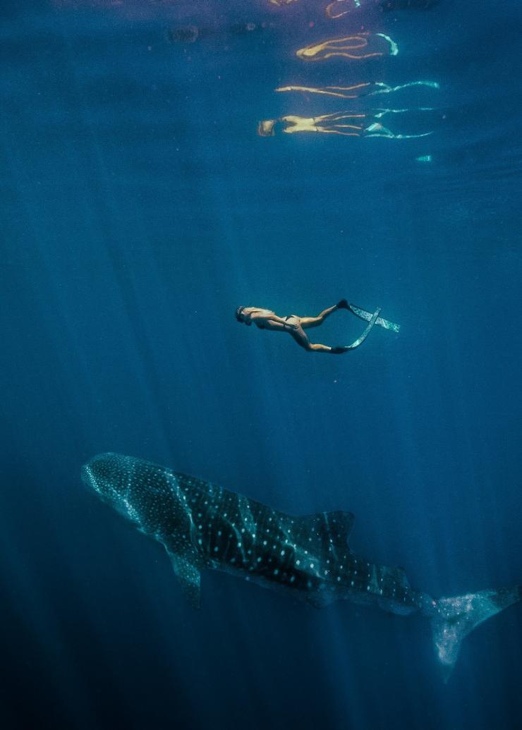Plongée avec masque et tuba en compagnie d'un requin baleine, Ningaloo Reef, WA © Tourism Western Australia 