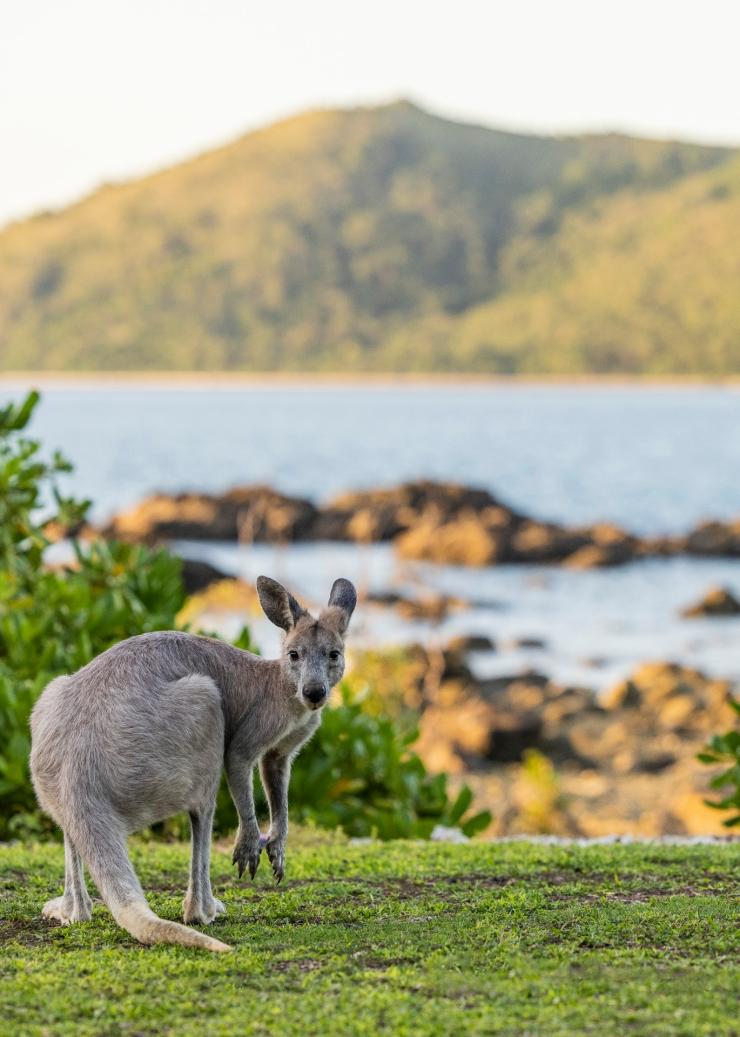 Daydream Island Resort, Grande Barrière de Corail, QLD © Tourism and Events Queensland