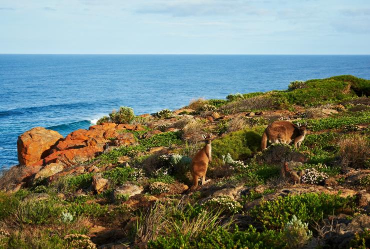 Walk into Luxury, Cape to Cape Track, Margaret River, Australie Occidentale © Walk into Luxury/Frances Andrijich 