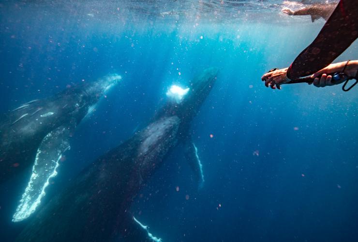 Baleine, Mooloolaba, QLD © Tourism Australia
