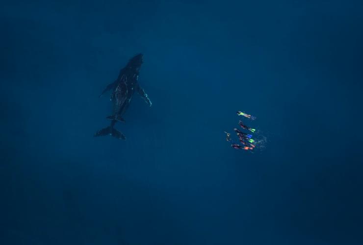 Baleine à bosse, Live Ningaloo, Exmouth, WA © Ningaloo Aviation et Jacob Hill/Live Ningaloo