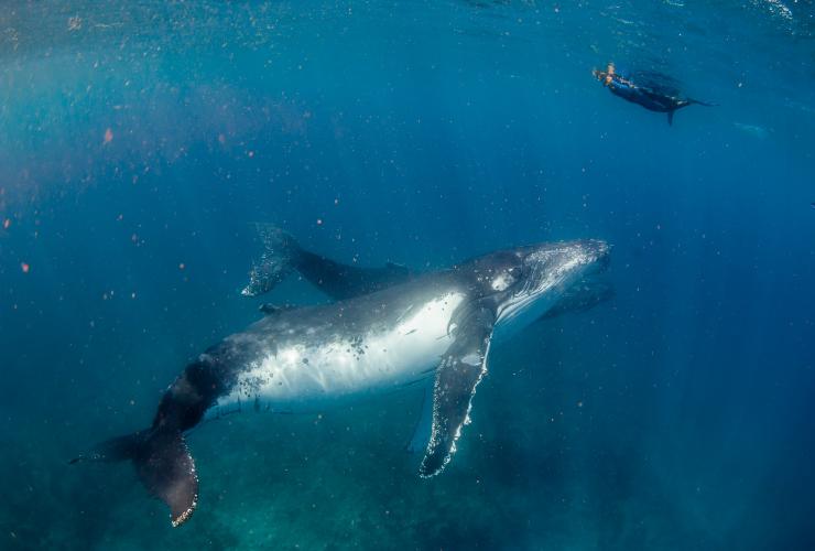 Baleine à bosse, Live Ningaloo, Exmouth, WA © Chris Jansen/Live Ningaloo
