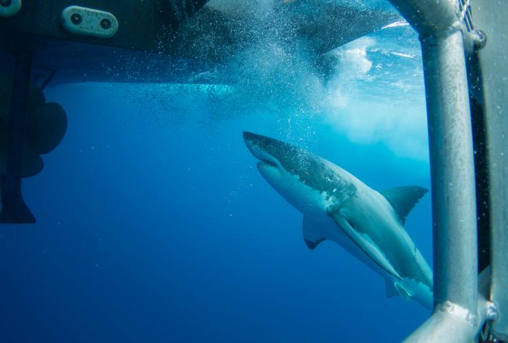 Plongée parmi les requins, Calypso Dive Charters, Neptune Islands, SA © Tourism Australia