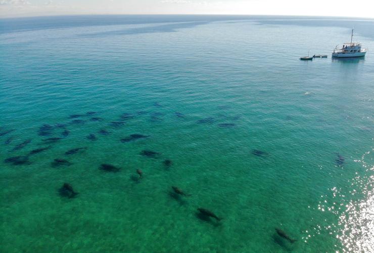 Groupe de dugongs, Moreton Bay, QLD © Tourism and Events Queensland