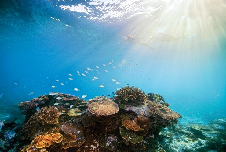 Grande Barrière de Corail, QLD © Darren Jew
