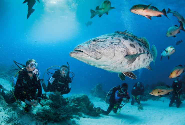 Mérou patate, Grande Barrière de Corail, QLD © Darren Jew/Tourism and Events Queensland