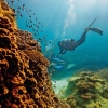 Grande Barrière de Corail, Heron Island, QLD © Paul Giggle, Tourism and Events Queensland