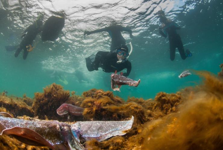 Seiche géante, Stony Point, Whyalla, SA © Carl Charter