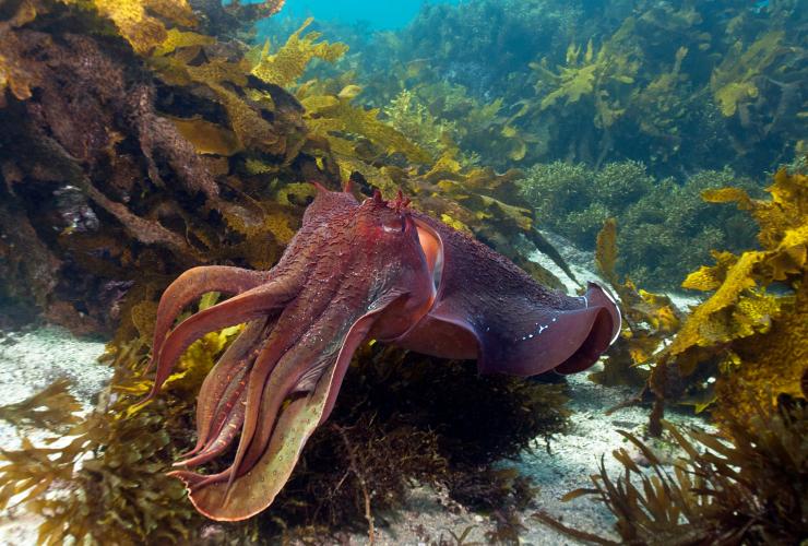 Seiche géante, Shelly Beach, NSW © Jayne Jenkins