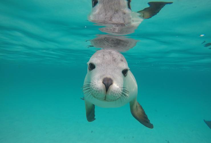 Lion de mer, Hopkins Island, SA © Calypso Star Charters