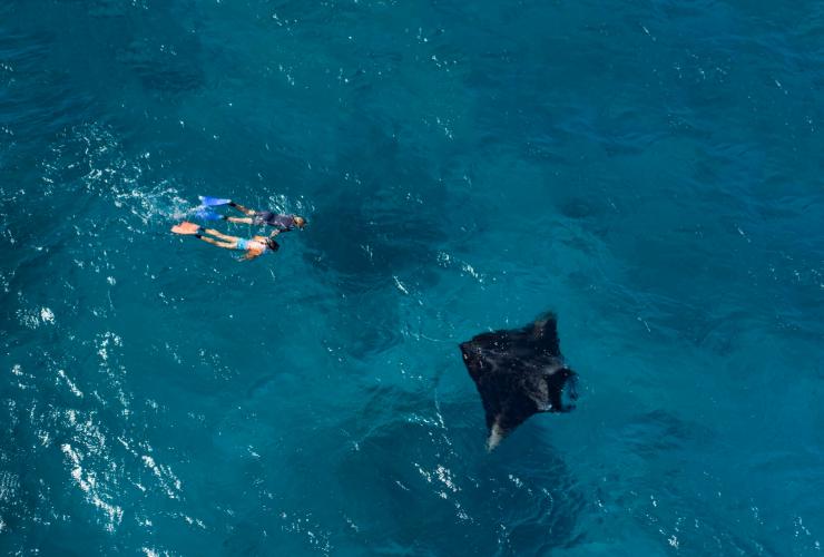 Raie manta, Lady Elliot Island, QLD © Tourism and Events Queensland
