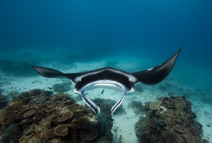 Raie manta, Lady Elliot Island, QLD © Sean Scott Photography