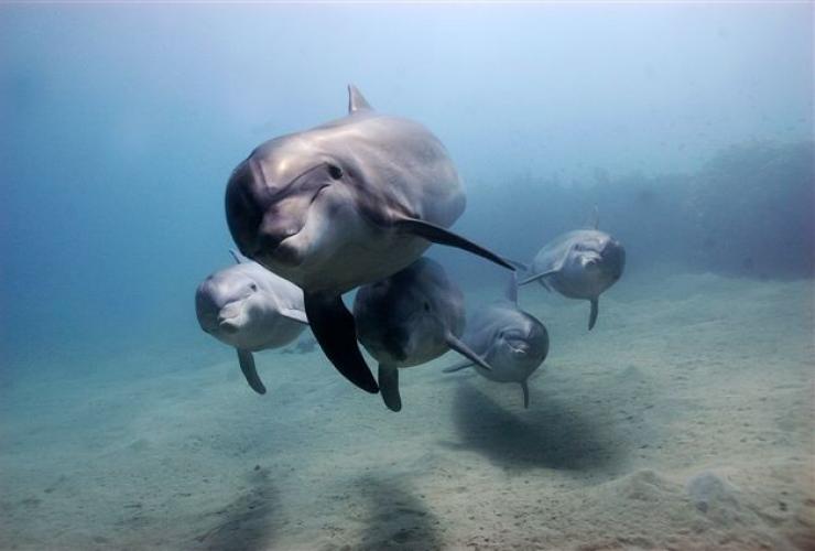 Dauphins, Mornington Peninsula, VIC © Visit Victoria