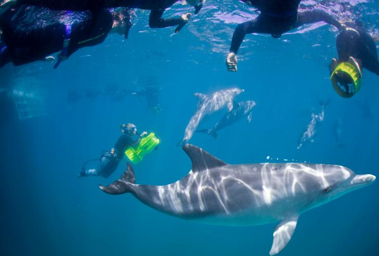Nager avec les dauphins, Rockingham Wild Encounters, Rockingham, WA © Rockingham Wild Encounters