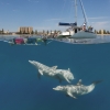Plongeurs avec masque et tuba observant des dauphins lors d'une excursion en bateau Temptation Sailing à Glenelg en Australie du Sud © South Australian Tourism Commission