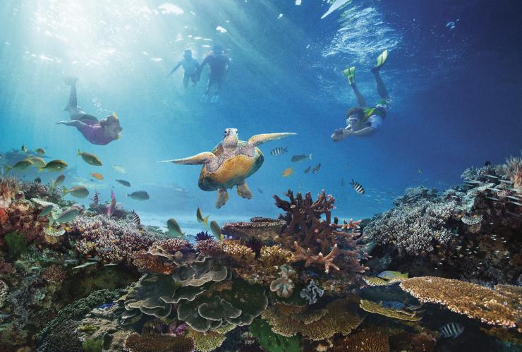 Tortue de mer, Grande Barrière de Corail, QLD © Tourism Australia