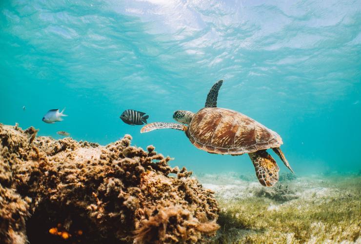 Grande Barrière de Corail, QLD © Tourism and Events Queensland