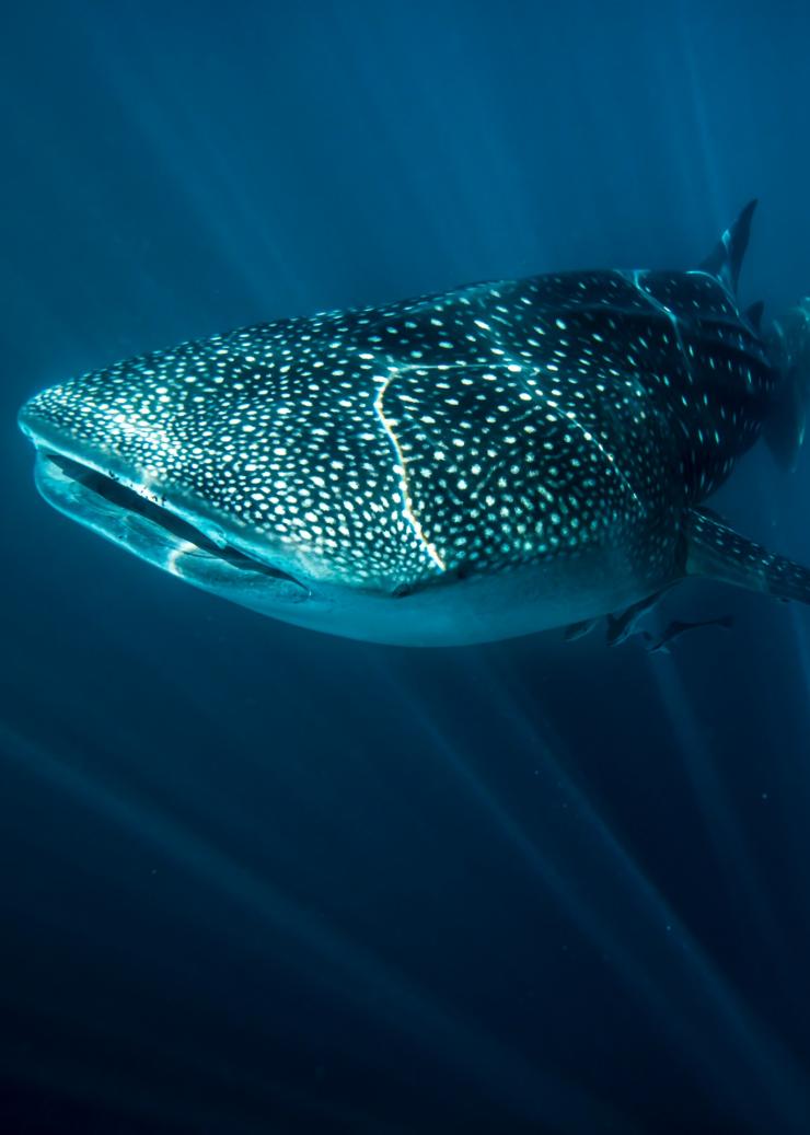Requin baleine, Exmouth, WA © Tourism Australia