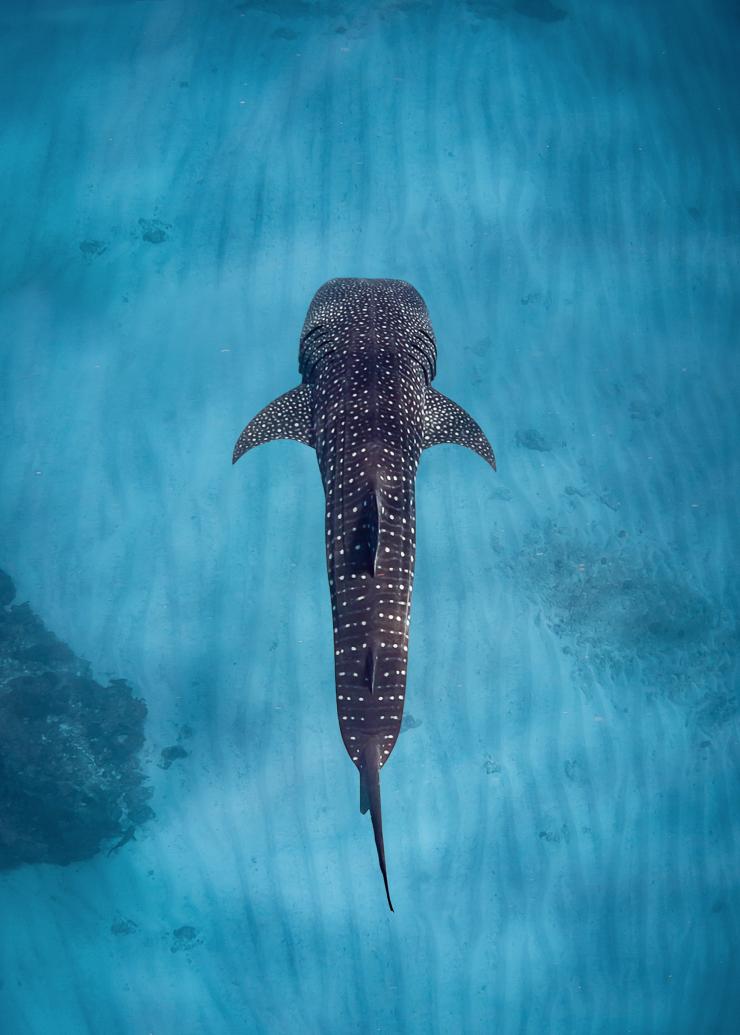 Requin baleine, Ningaloo Reef, WA © Sal Salis Ningaloo Reef