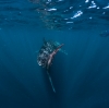 Baignade avec requin baleine à Ningaloo Reef © Tourism Western Australia
