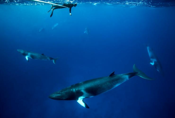Baleine de Minke naine, Lighthouse Bommie, QLD © Tourism and Events Queensland