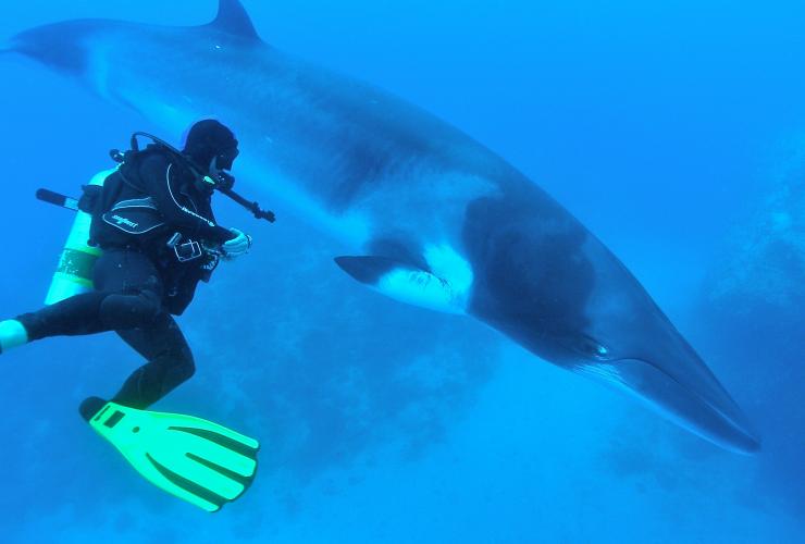 Baignade avec des baleines de Minke naines, Grande Barrière de Corail, QLD © Eye to Eye Marine Encounters