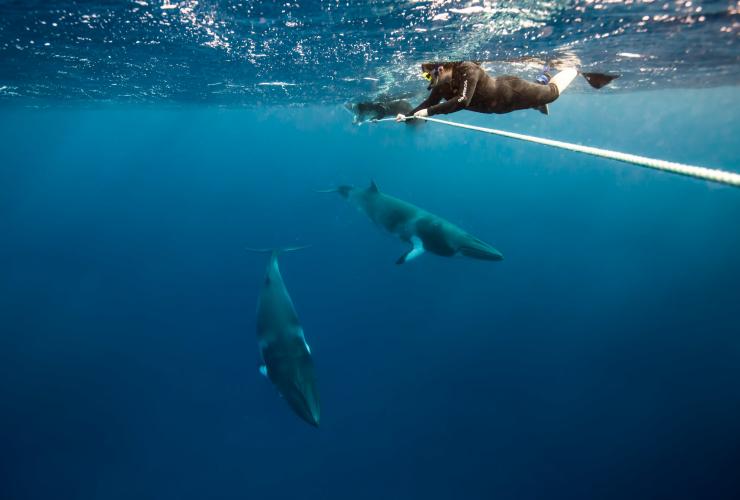 Baleines de Minke naines, Lighthouse Bommie, QLD © Tourism and Events Queensland