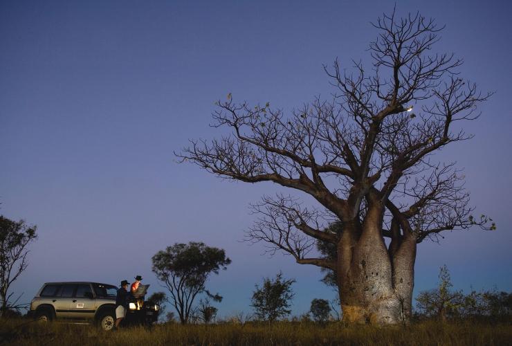 Baobab, Derby, WA © Tourism WA