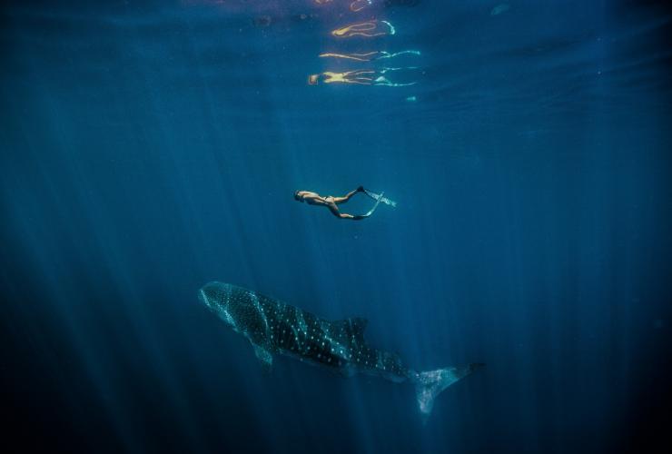 Hiu Paus, Ningaloo Marine Park, WA © Tourism Western Australia
