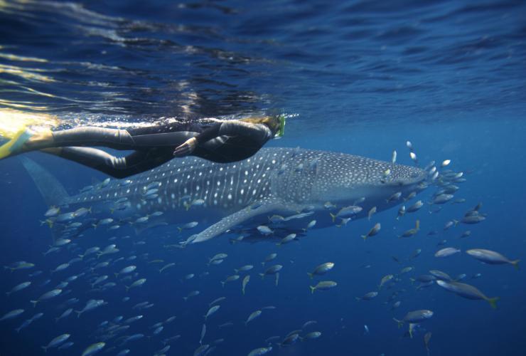 Hiu Paus, Ningaloo Marine Park, WA © Sal Salis