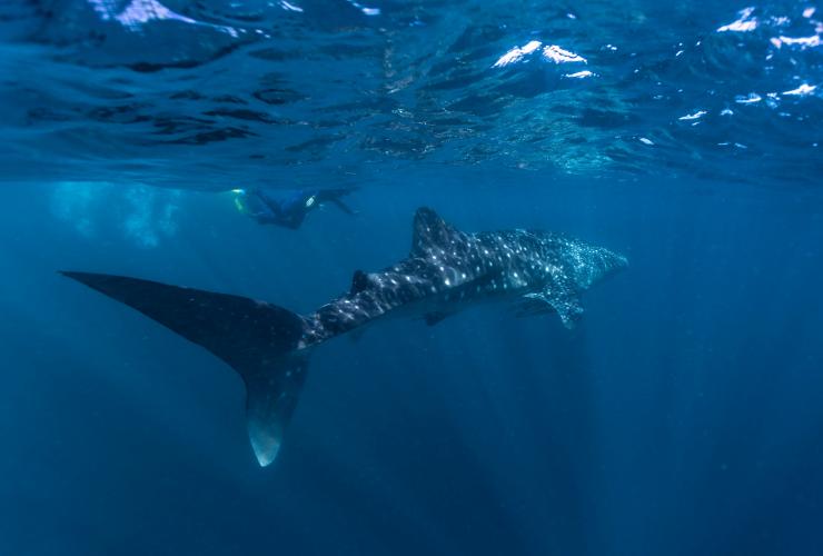 Hiu Paus, Ningaloo Marine Park, WA © Tourism Western Australia